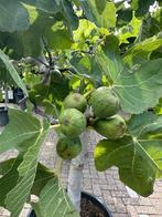 Ficus carica - Vijgenboom met 25/30 cm stamomtrek te koop, 100 tot 250 cm, Zomer, Volle zon, In pot