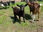 Hoornloze dwergbok, Dieren en Toebehoren, Schapen, Geiten en Varkens, Mannelijk, Geit, 0 tot 2 jaar