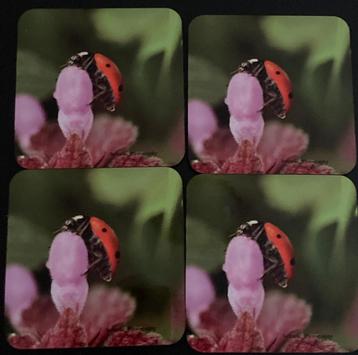 Foto cadeau  beschikbaar voor biedingen