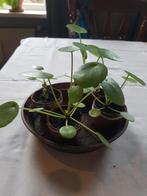 Pannenkoekplant., Huis en Inrichting, Kamerplanten, Ophalen, Halfschaduw, Minder dan 100 cm