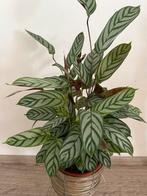 Ctenanthe kamerplant met pot, Ophalen of Verzenden, Overige soorten, Minder dan 100 cm