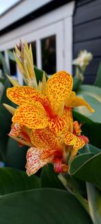 Canna Tenerife, Ophalen of Verzenden, Voorjaar, Volle zon, Wortelstok