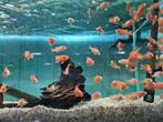 Aulonocara Dragon Blood Malawi Cichliden, Dieren en Toebehoren, Vissen | Aquariumvissen, Vis, Zoetwatervis