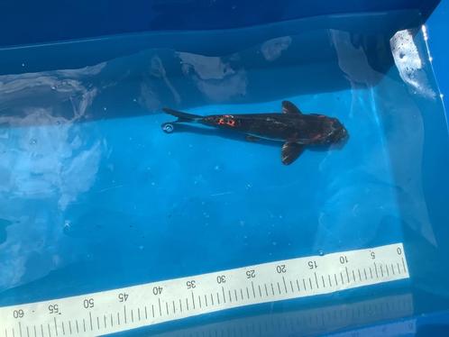 Japanse koi Beni Kikokuryu, Dieren en Toebehoren, Vissen | Vijvervissen, Karper of Koi