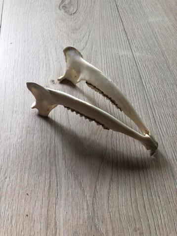 Schedeltje - Botten beschikbaar voor biedingen