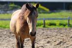 Stalling gezocht 24/7, Dieren en Toebehoren, Weidegang, 1 paard of pony