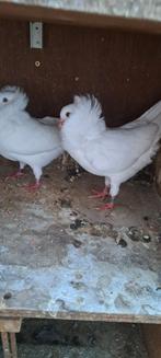 Te koop sierduiven Oudhollands kapucijnen duiven, Dieren en Toebehoren, Meerdere dieren, Overige soorten