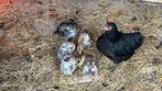 wyandotte kriel met 5 kuikens van kleurleggers, Dieren en Toebehoren, Pluimvee, Meerdere dieren, Kip