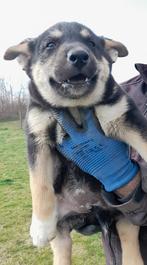 Husky x herder pup, Dieren en Toebehoren, Honden | Poolhonden, Keeshonden en Oertypen, Particulier, Rabiës (hondsdolheid), Poolhond