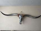 Longhorn Schedel Wanddecoratie 170cm, Ophalen, Zo goed als nieuw