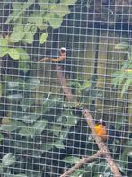 Sneeuwkruin tapuiten, Dieren en Toebehoren, Vogels | Overige Vogels, Meerdere dieren, Geringd