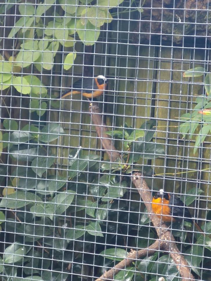 Sneeuwkruin tapuiten, Dieren en Toebehoren, Vogels | Overige Vogels, Meerdere dieren, Geringd