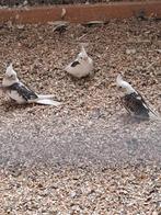 4 jonge valkparkieten, Dieren en Toebehoren, Meerdere dieren, Tam