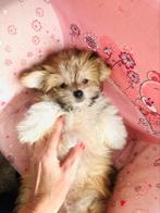 Super lief en speels MALTIPOM reutje mag verhuizen, Dieren en Toebehoren, CDV (hondenziekte), 8 tot 15 weken, Meerdere, Nederland