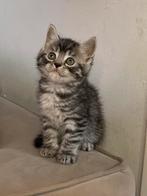 Half perzische kittens😻, Dieren en Toebehoren, Katten en Kittens | Raskatten | Langhaar, Poes, Ontwormd