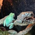 Litoria caerulea - Koraalteenboomkikker, 0 tot 2 jaar, Met terrarium, Amfibie