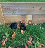 Cavia beertjes 3 stuks, Dieren en Toebehoren, September, Mannelijk, Cavia