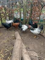 Krielkippen en hanen Wyandotte, Dieren en Toebehoren, Pluimvee, Meerdere dieren, Kip