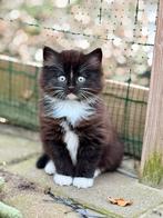 Halve raskat kittens, Dieren en Toebehoren, Katten en Kittens | Overige Katten, Meerdere dieren