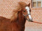 Welsh pony, Dieren en Toebehoren, Paarden, Merrie, Met stamboom, Niet van toepassing, 0 tot 2 jaar