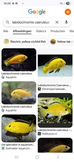 Gezocht Labidochromis caeruleus (yellow labs), Dieren en Toebehoren, Vissen | Aquariumvissen, Vis
