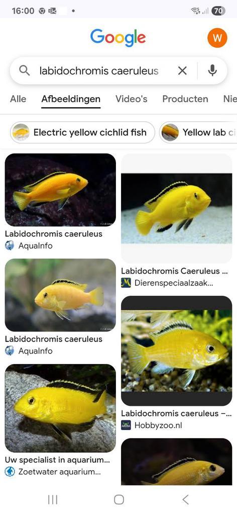 Gezocht Labidochromis caeruleus (yellow labs), Dieren en Toebehoren, Vissen | Aquariumvissen, Vis