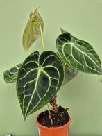 Anthurium Clarinervium p12, Huis en Inrichting, Kamerplanten, Ophalen of Verzenden, Halfschaduw, Minder dan 100 cm