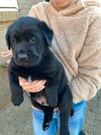 Labrador X golden retriever, Dieren en Toebehoren, Honden | Retrievers, Spaniëls en Waterhonden, CDV (hondenziekte), 8 tot 15 weken