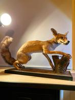 Taxidermie opgezette vos, Ophalen of Verzenden, Zo goed als nieuw, Wild dier, Opgezet dier