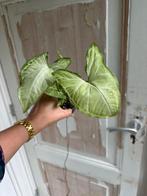 Syngonium Arrow - Pijlplant, Huis en Inrichting, Overige soorten, In pot, Minder dan 100 cm, Groene kamerplant