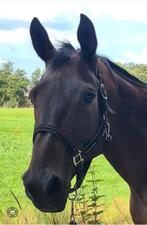 Gezocht stalling paard Deventer en omstreken, Dieren en Toebehoren, Stalling en Weidegang, Weidegang, 1 paard of pony