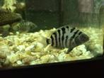 Zebra cichliden ongeveer 4 maanden oud, Dieren en Toebehoren, Vis