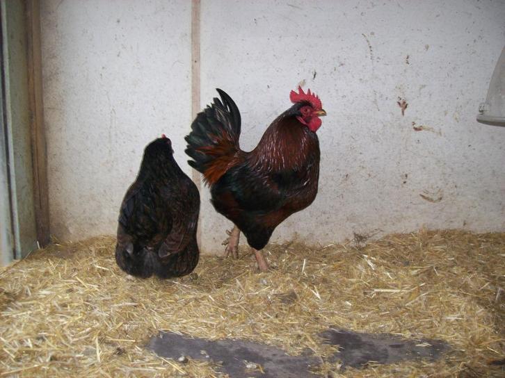 T.K. 1-5 Barnevelder kriel goud dubbelgezoomd, Dieren en Toebehoren, Pluimvee, Kip, Meerdere dieren