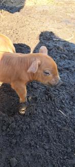 Husumer biggetjes, Dieren en Toebehoren, Schapen, Geiten en Varkens, Meerdere dieren, Varken, 0 tot 2 jaar