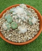 CACTUS LOPHOPHORA DIFFUSA GROTE PLANT IN SCHAAL, Ophalen of Verzenden, Cactus, Minder dan 100 cm