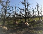 perenboom, Ophalen, 250 tot 400 cm, Perenboom, Lente