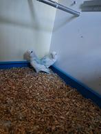 Agapornide man ruilen voor pop, Dieren en Toebehoren, Vogels | Parkieten en Papegaaien, Mannelijk, Dwergpapegaai of Agapornis