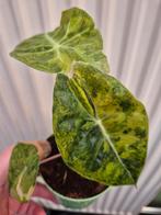 Alocasia Nairobi Aurea Variegata p12 (2), Huis en Inrichting, Ophalen of Verzenden, Halfschaduw, Minder dan 100 cm