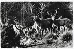 P89 Gelopen oude ansichtkaart edelherten, Ophalen of Verzenden, Voor 1920, Gelopen