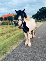 Lieve pony, Dieren en Toebehoren, Merrie, B, 3 tot 6 jaar, Recreatiepony