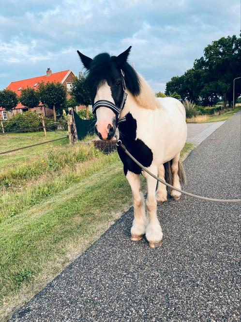 Lieve pony, Dieren en Toebehoren, Pony's, Merrie, B, Recreatiepony, 3 tot 6 jaar, Ontwormd