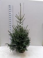 Kerstboom buiten Picea omorika Servische spar blauw hei-tuin, Volle zon, Ophalen of Verzenden, Lente, Minder dan 100 cm