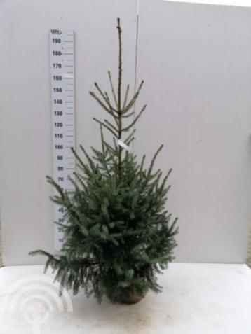 Kerstboom buiten Picea omorika Servische spar blauw hei-tuin beschikbaar voor biedingen