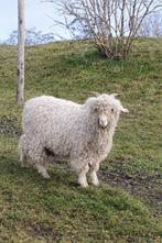Onze Jip rasechte  Angora geit ram 2jaar zoekt nieuw thuis, Dieren en Toebehoren, Mannelijk, Geit, 0 tot 2 jaar