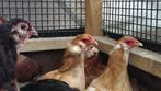 Araucana kippen | Gekleurde eieren | Passend advies, Meerdere dieren, Kip
