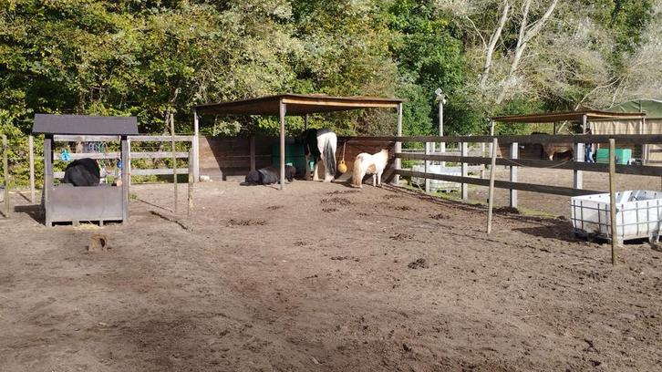 Stalling aangeboden in Noordwijk, Dieren en Toebehoren, Stalling en Weidegang, Stalling, Weidegang, 2 of 3 paarden of pony's