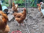 2 Kippen, Dieren en Toebehoren, Pluimvee