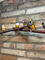 Te koop koppels gouldamadine, Dieren en Toebehoren, Vogels | Overige Vogels, Meerdere dieren, Tropenvogel, Geringd