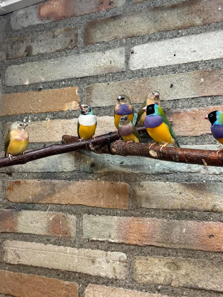 Te koop koppels gouldamadine, Dieren en Toebehoren, Vogels | Overige Vogels, Tropenvogel, Meerdere dieren, Geringd