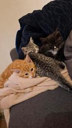 Zwart Half britse korthaar kitten, Dieren en Toebehoren, Katten en Kittens | Raskatten | Korthaar